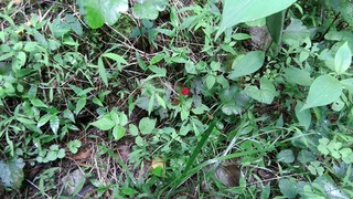 P_20170602_102343.jpg