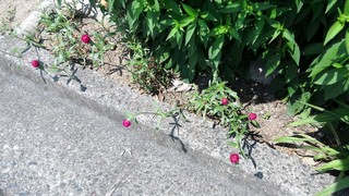P_20170720_100721.jpg